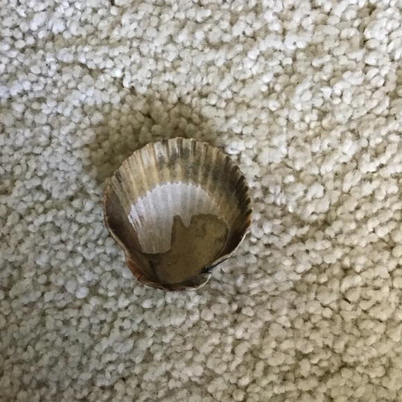 Dark Shell Decor - Picture 3 of 4